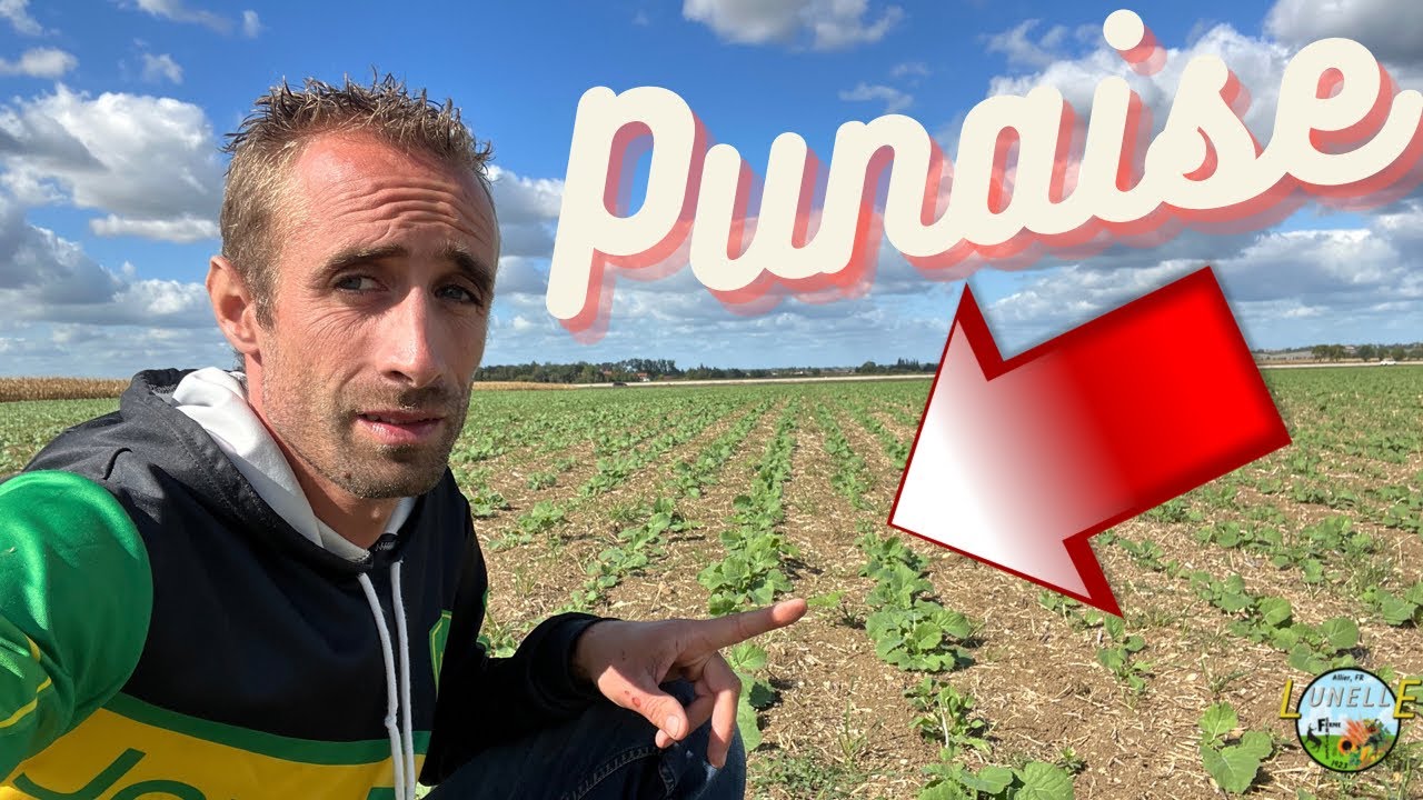 PUNAISE … C’est le cas de le dire ! Nouveau ravageur dans nos colzas.