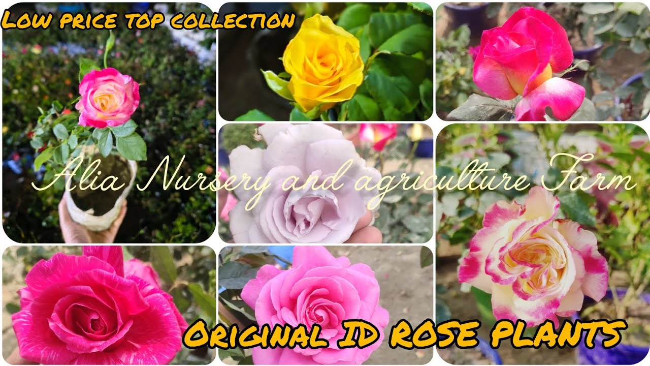 Top quality and new Verity rose plants collection in Alia nursery and Agriculture Farm #youtube