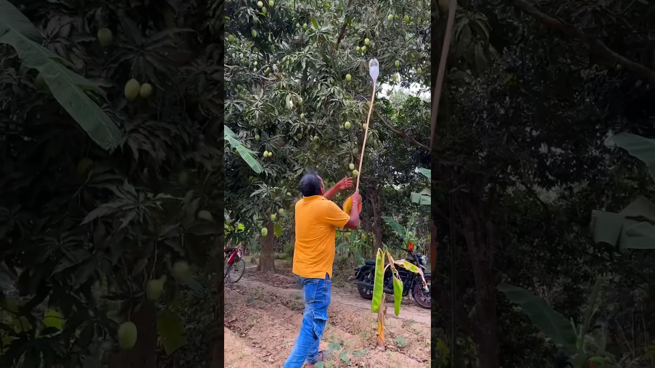 Aam 🥭 Todne ka aasan tarika #Shorts #ashortaday