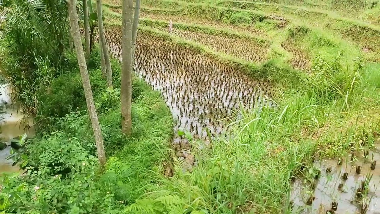 Sawah mbah rafa 2