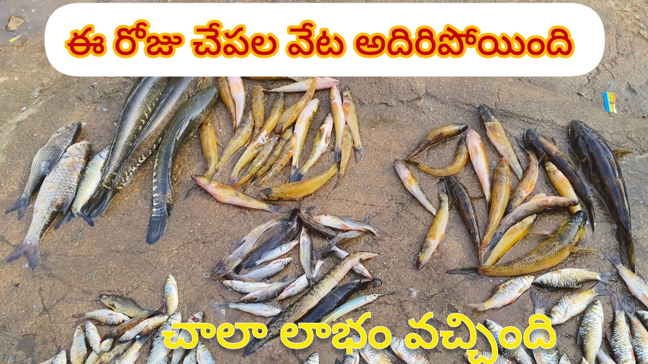 Fishing and market selling videos 🐠🐟//