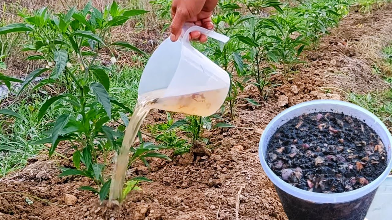 Believe it or not, this liquid organic fertilizer can make plants fertile