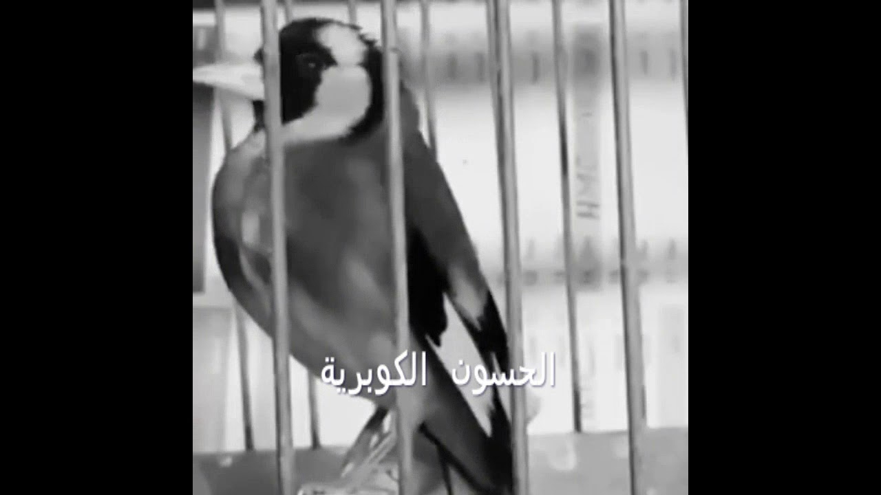 حسون ويداني روعة قوة صوت وأداء رائع لمنير الكازوي
