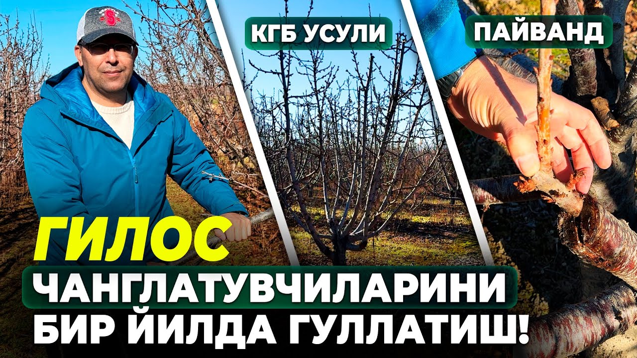 ГИЛОСДА КГБ НИНГ ГИБРИД УСУЛИ, ЧАНГЛАТУВЧИЛАР ВА МЕВАЛАРНИ ЙИРИКЛАШТИРИШ! | ШУҲРАТ АБРОРОВ