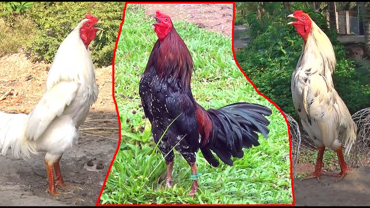 Tiếng Gáy Của Những Con Gà Trống/ The Crow of the Roosters/ Tung Vlog