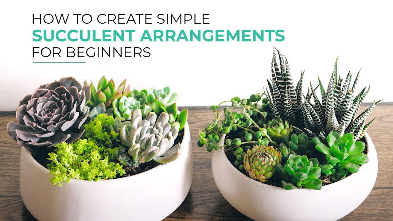 Simple Ways to Make Beautiful Succulent Arrangements for Beginners!