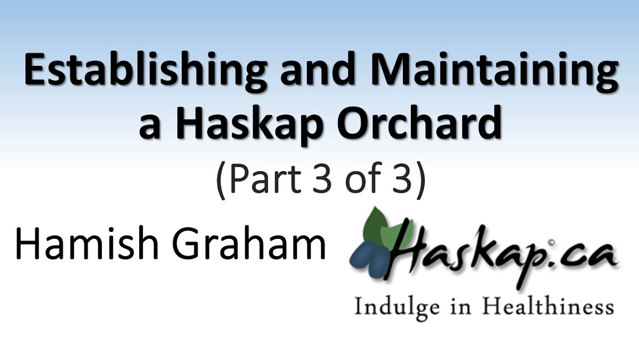 Establishing and Maintaining a Haskap Orchard (Part 3 of 3)