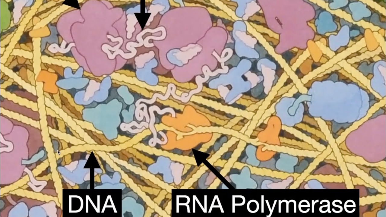 Thomas Gorochowski Gogec 2021 Talk