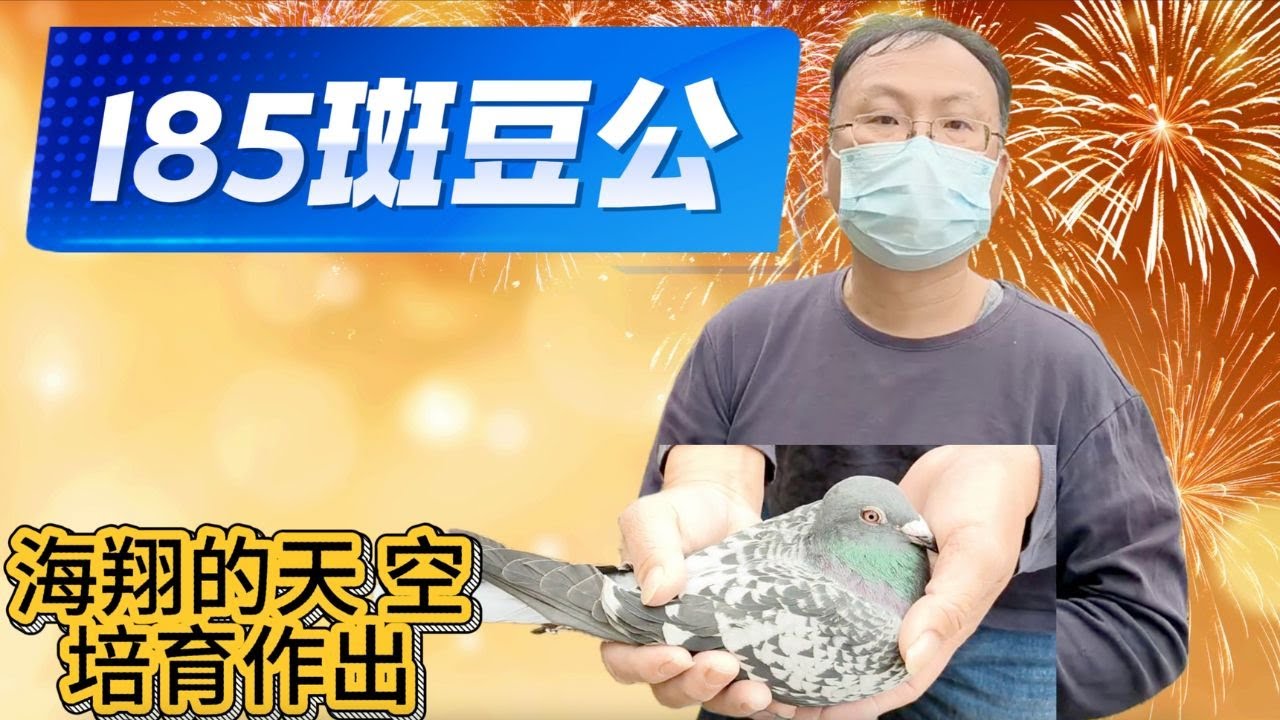 海翔的天空培育賽鴿【編號1】185斑豆公 (父) 沈飛克 楊阿騰巨炮 (母) 沈飛克 楊阿騰巨炮【分享交流2W】#賽鴿 #賽鴿比賽 #賽鴿交流