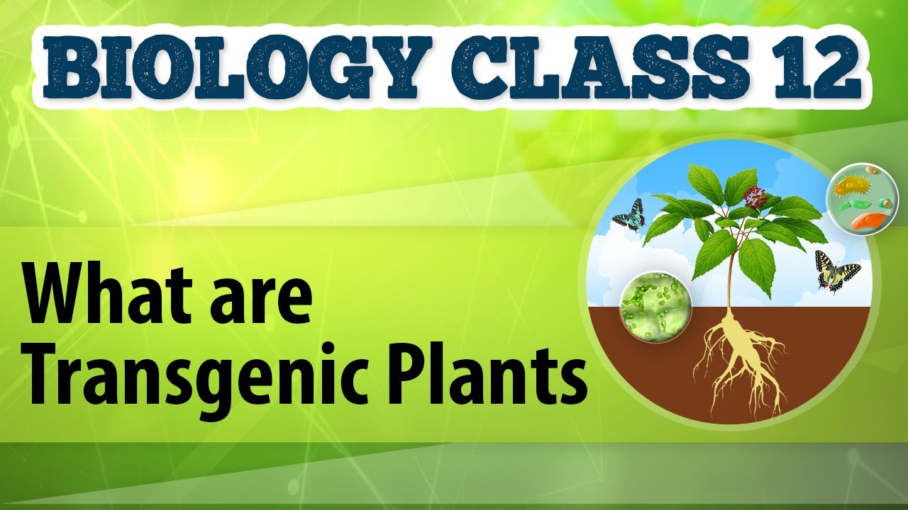 What Are Transgenic Plants - Biotechnology Process and Application - Biology Class 12