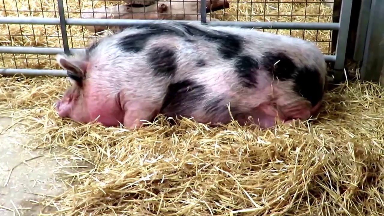 Folly Farm Adventure Park and Zoo 2016