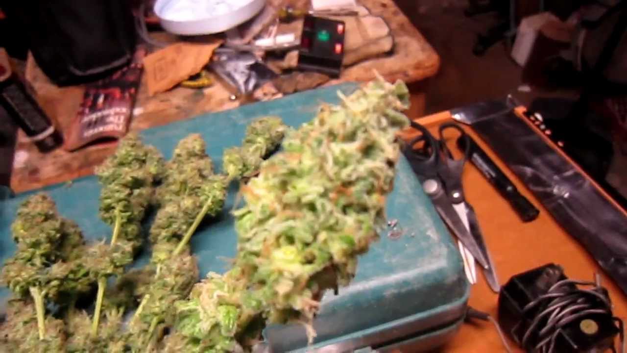 GDP Harvest