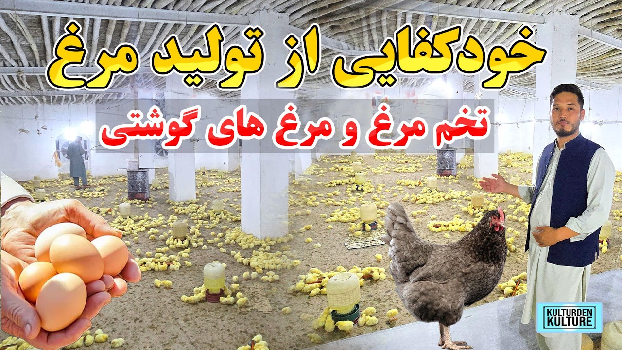 خودکفایی افغانستان از تولید تخم مرغ و مرغ های گوشتی، سرمایه گذاری درفارم مرغ| Poultry farming Afghan
