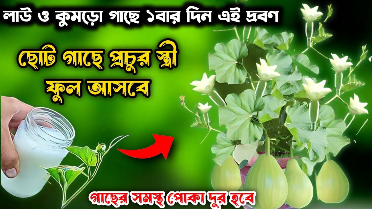 লাউ ও কুমড়ো গাছে ১বার দিন এই দ্রবণ ছোট গাছে প্রচুর স্ত্রী ফুল আসবে| গাছের সমস্থ পোকা দূর হবে
