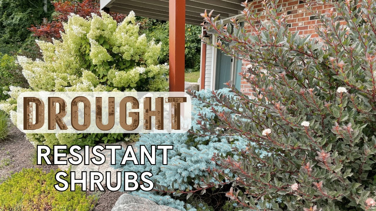 3 Drought Resistant Shrubs to Give Your Garden Seasonal Interest and Color