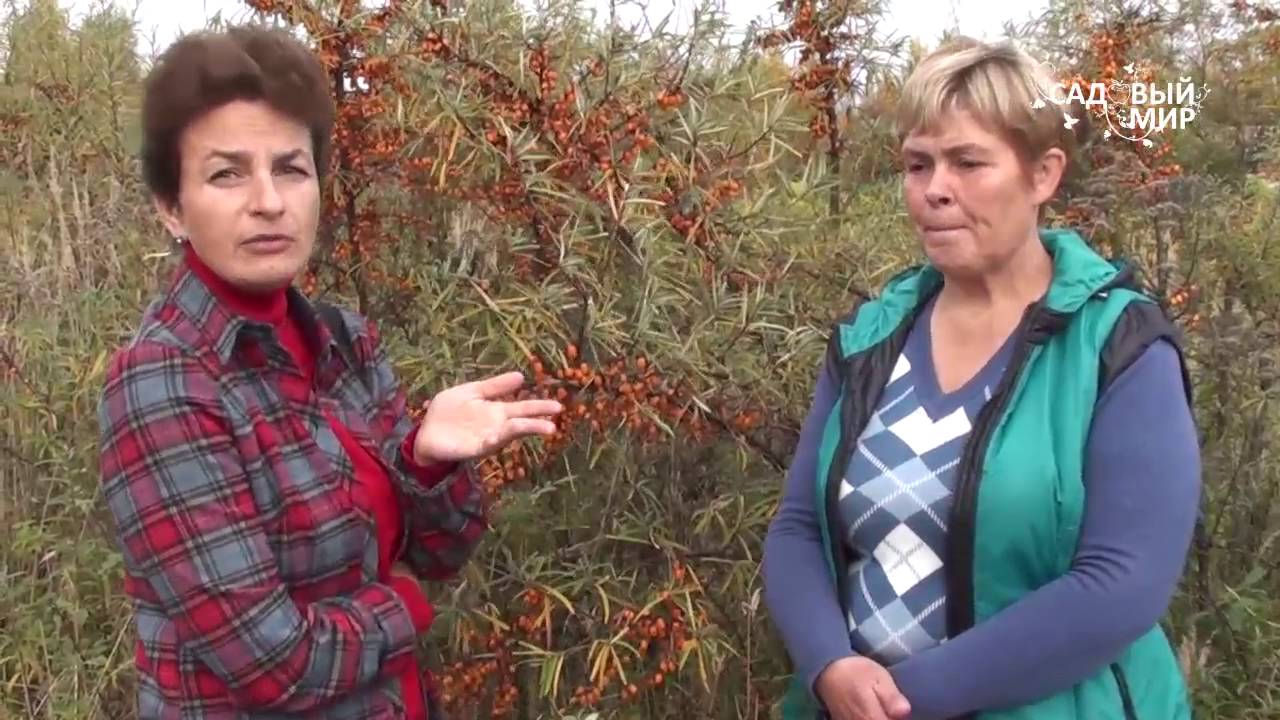 Как ухаживать за облепихой