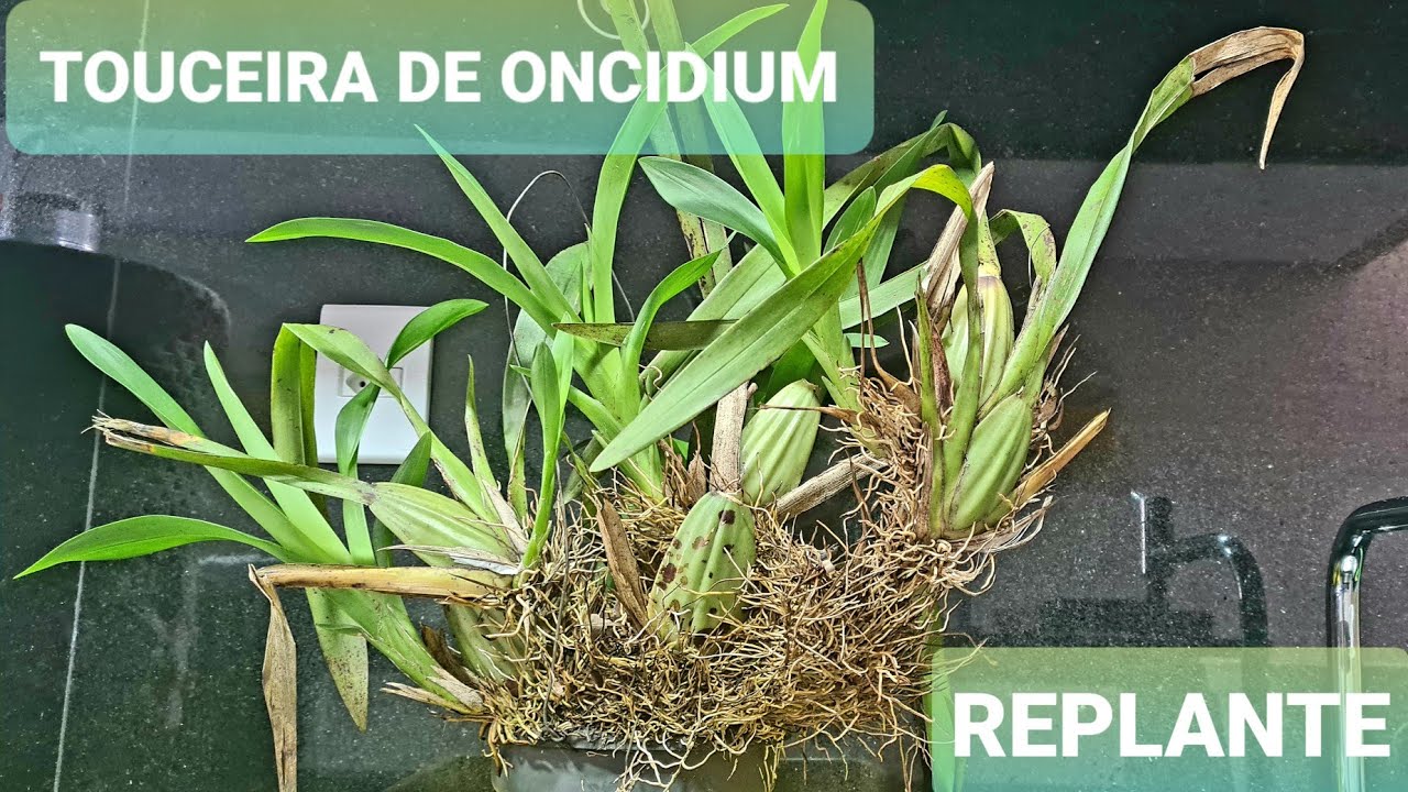🌷REPLANTE DE TOUCEIRA DE  ONCIDIUM NA BRITA 🌷
