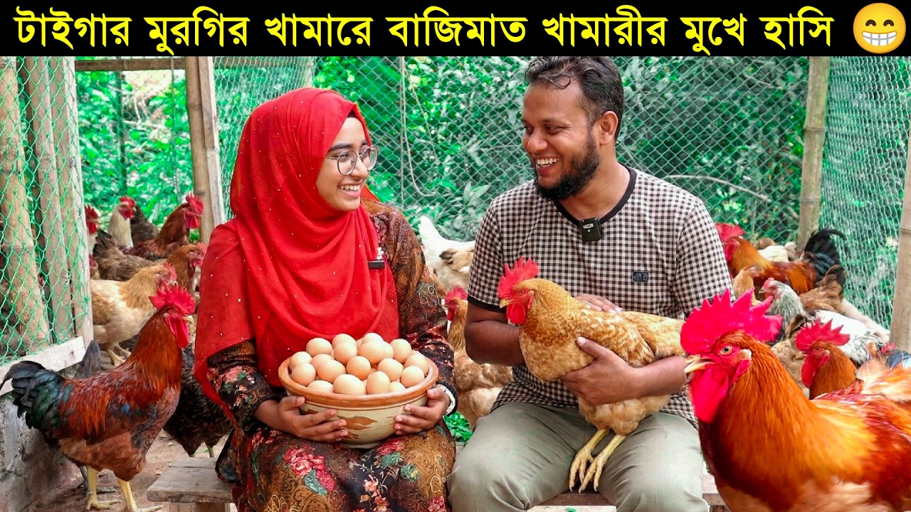 ৪ কেজি ওজনের টাইগার মুরগির খামার! গাজীপুরের উদ্যোক্তা আল-আমিন ভাইয়ের টাইগার মুরগির খামার