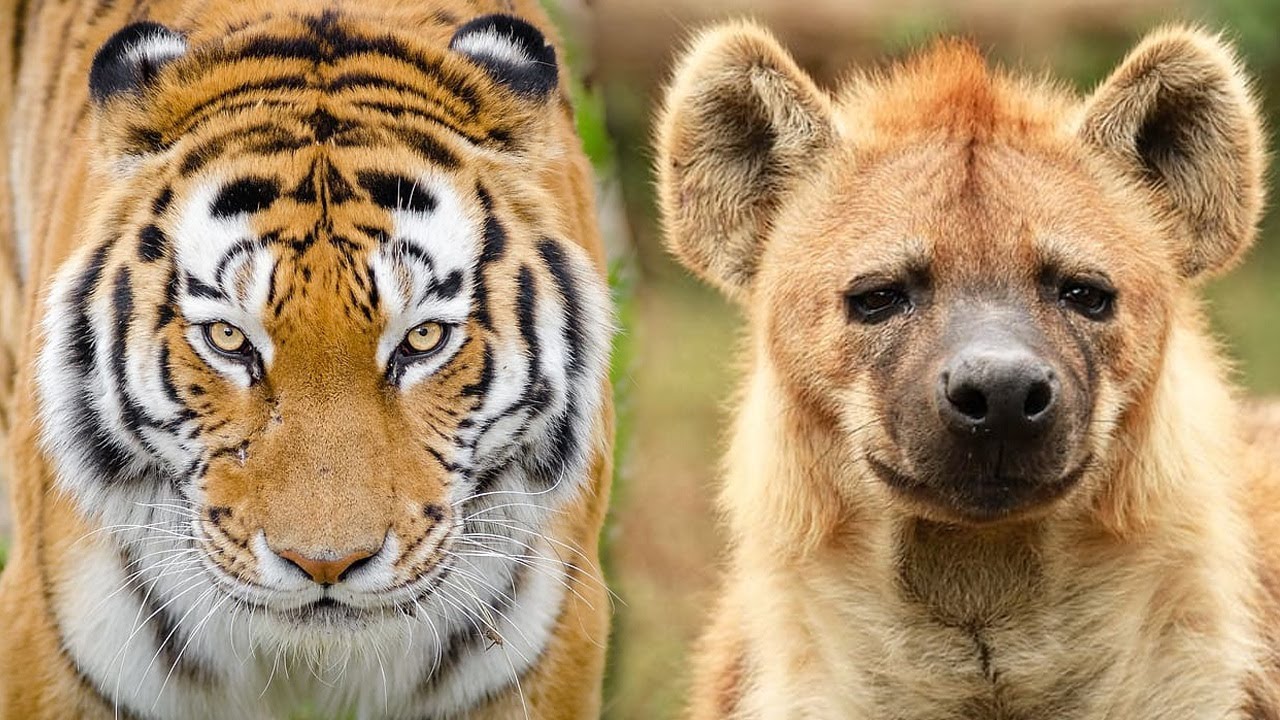 Harimau vs Hyena | Mari Kita Bandingkan!