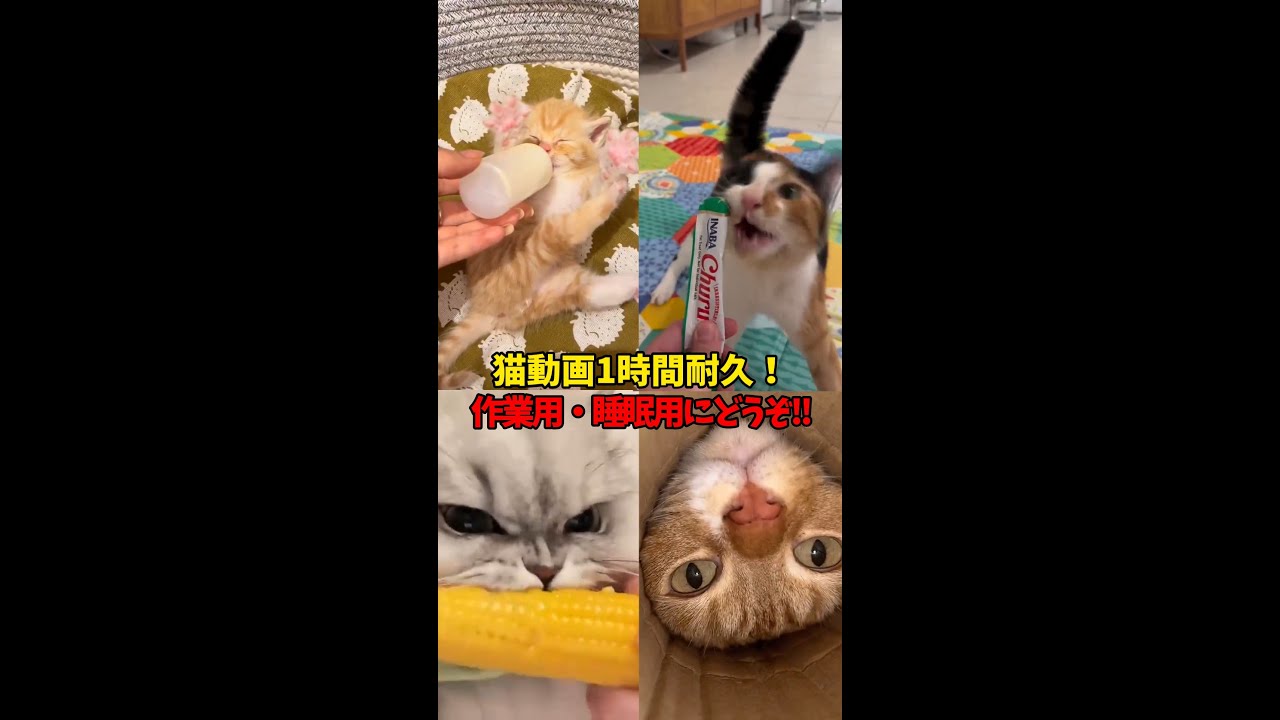 猫動画１時間耐久【作業用・睡眠用・尊〇用】