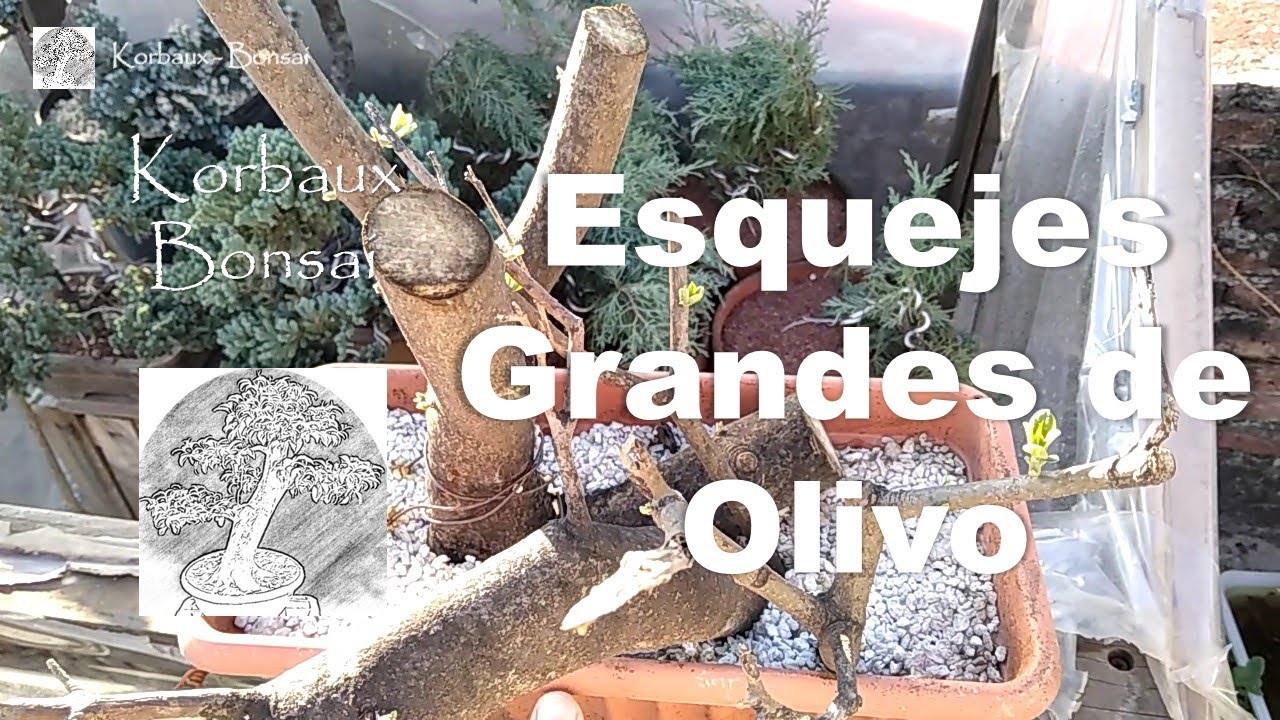 Esquejes Grandes de Olivo