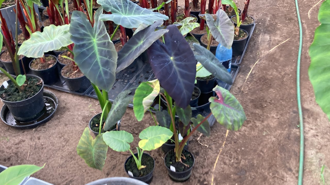 Wybieram sadzonki , Colocasia coal miner , gigantea aurea , black baunty i madeira star 🙂
