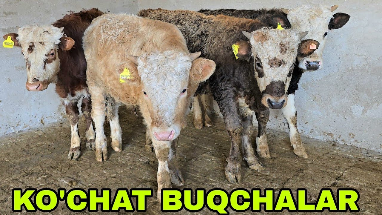 Suxrob akadan bugun 10 dona ko'chat buqachalarni zo'rlari.14 февраля 2026 г.
