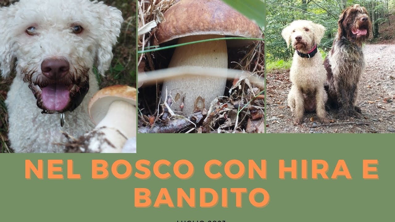 Cercando funghi nel bosco con i Cani Hira e Bandito