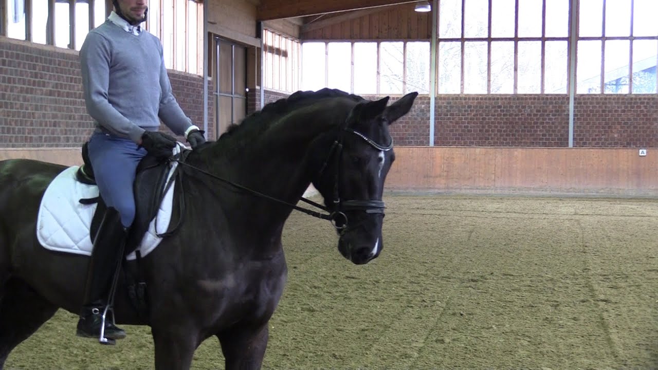 Equus Finest &ndash; &bdquo;Benjamino&ldquo; - Dressurpferd zu verkaufen / Dressage horse for sale