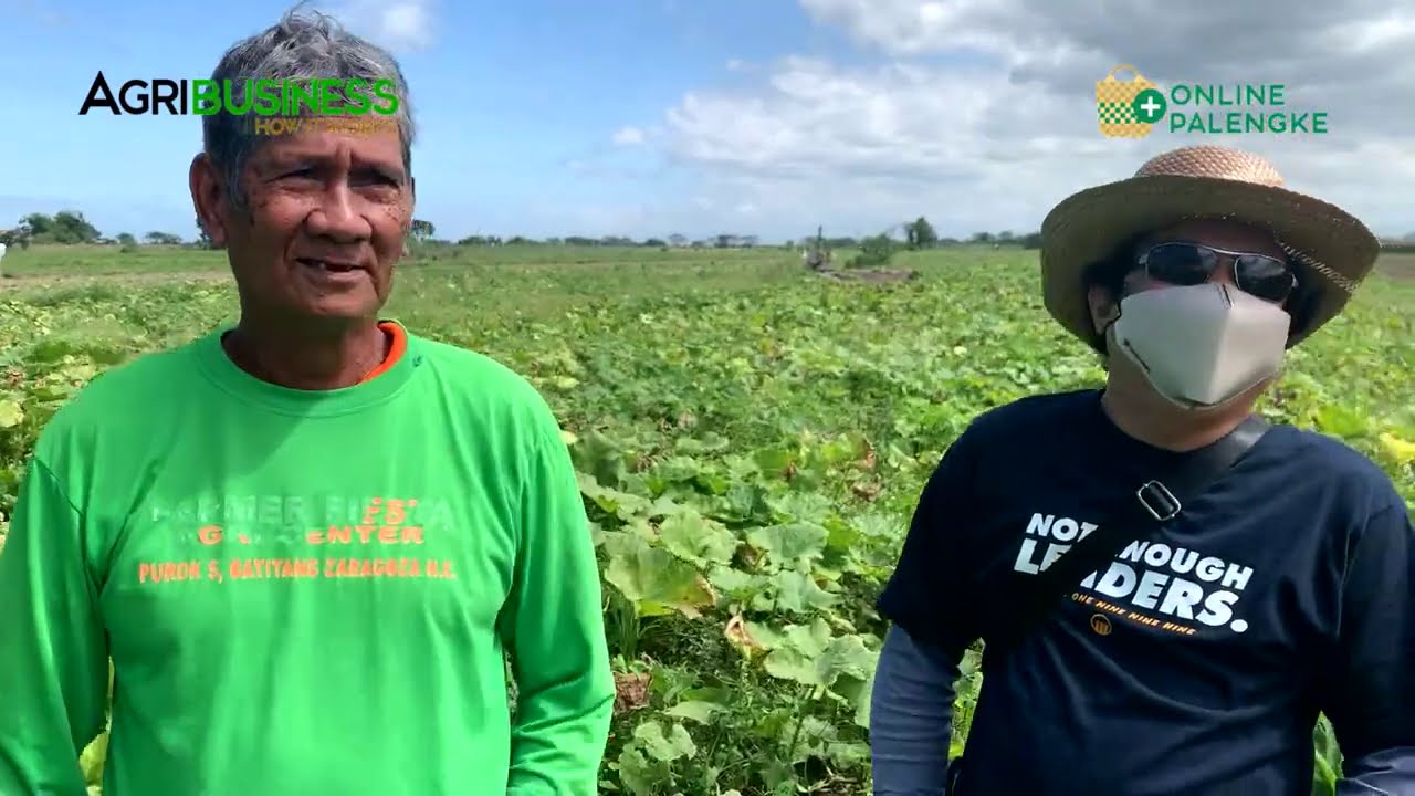400K kita sa KALABASA per Hectare, puhunan 30K lang!