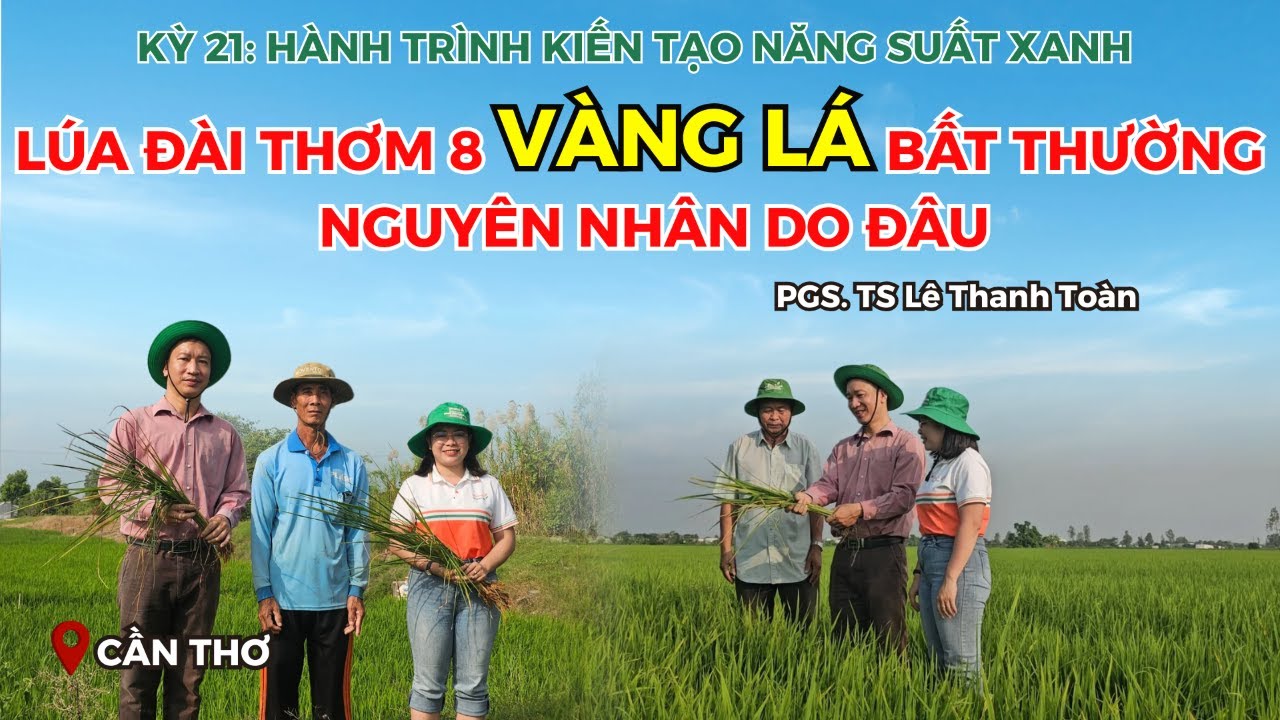 BVN - LÚA ĐÀI THƠM 8 VÀNG LÁ BẤT THƯỜNG - NGUYÊN NHÂN DO ĐÂU