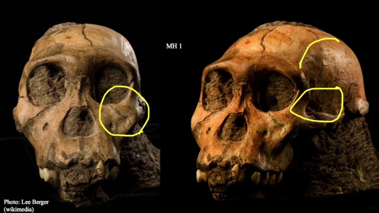 10 8 Australopithecus sediba, part 1