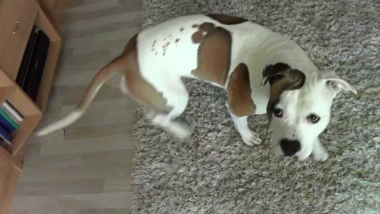 Amstaff doing tricks