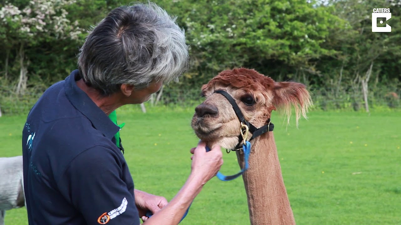 Camelid Connection Alpaca Therapy and how Camelidynamics informs our work