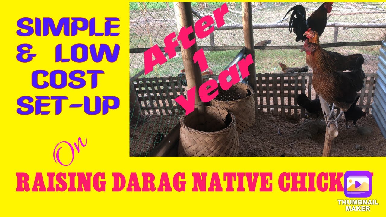 LOW COST SET UP ON RAISING PURE DARAG NATIVE CHICKEN AFTER 1 YEAR OF OPERATION