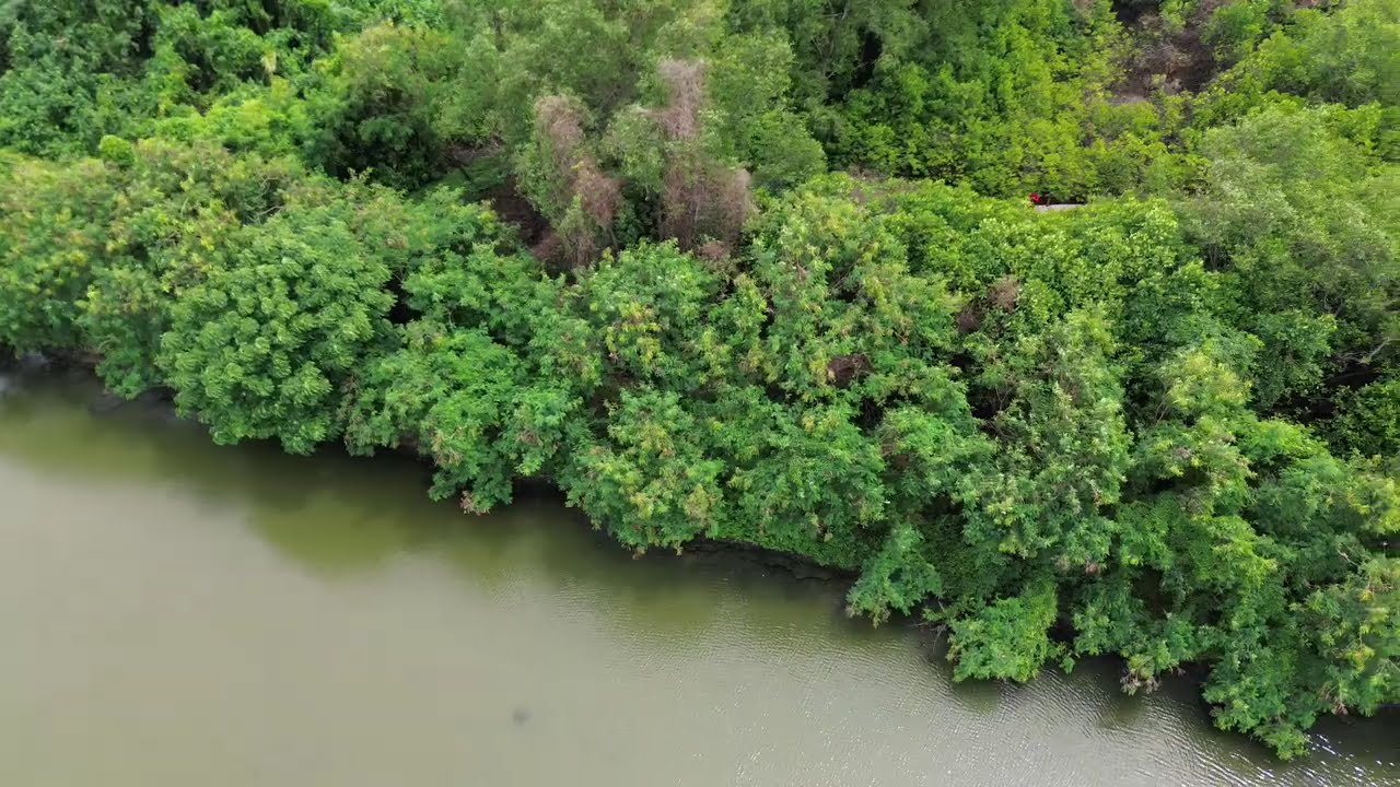 Drone hutan mangrove wonorejo surabaya