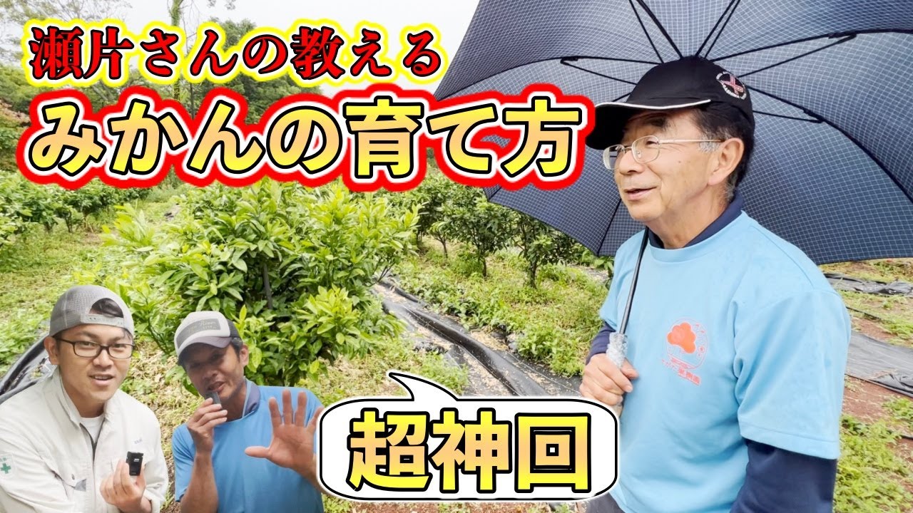 【超神回】植物ホルモンを徹底理解してみかんの木を作る！！【せがた農園 瀬片元治さん③】