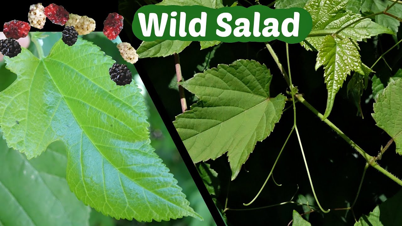 Mulberry Leaves and Grape Tendrils - Foraging A Wild Salad in the City