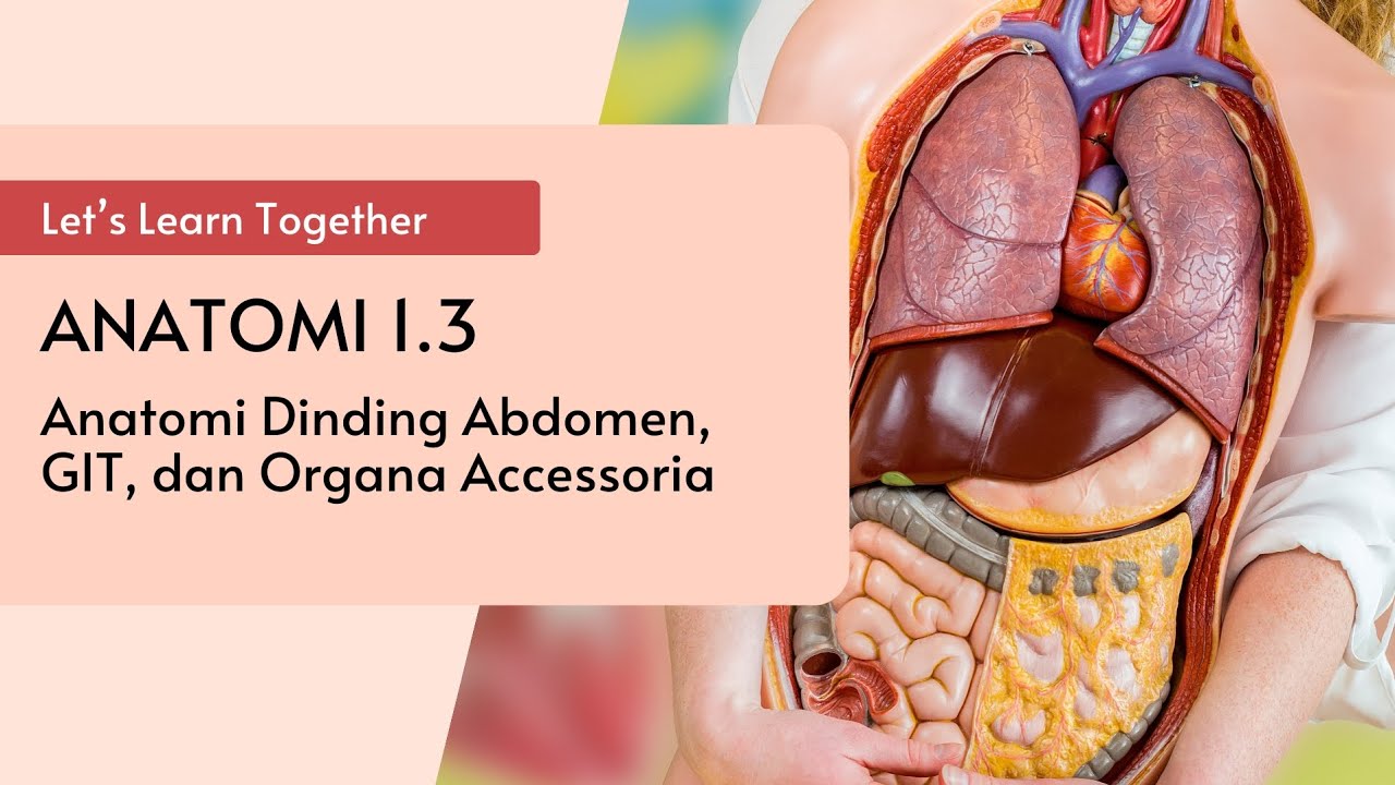Anatomi Dinding Abdomen, GIT Superior dan Inferior
