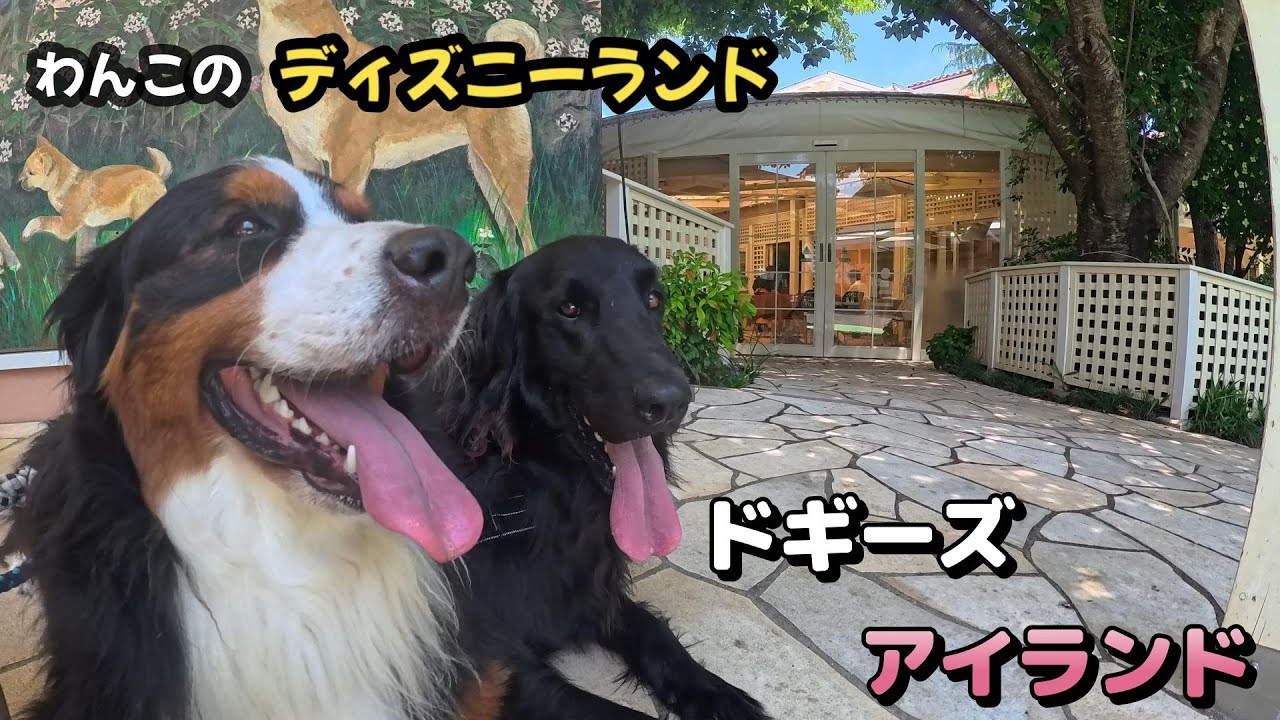 わんこのディズニーランドで大はしゃぎする大型犬達【ドギーズアイランド】