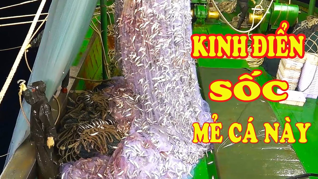 Ngư Dân BỊ SỐC Khi Kéo Mẻ Cá Kinh Điển Này - Đi Biển Bắt Hải Sản /P195