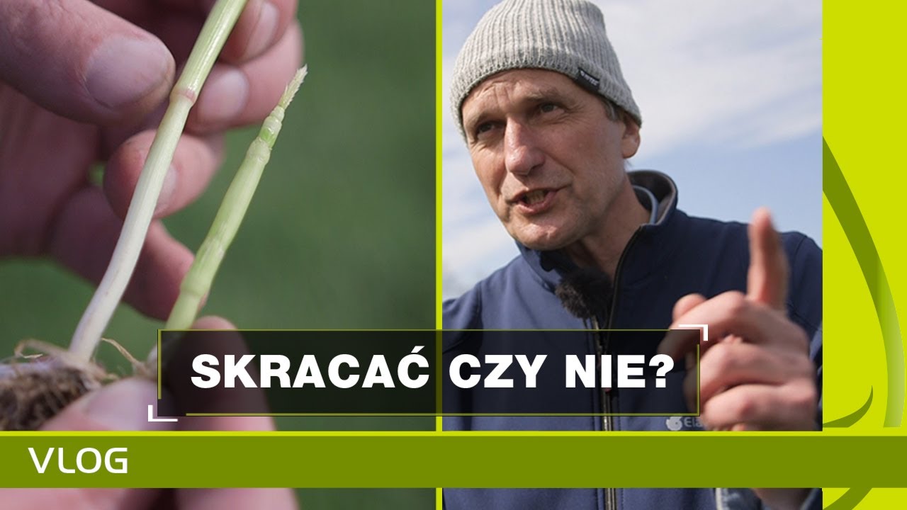 Skracać czy nie skracać? PSZENICA ozima 2020. Skracanie zbóż.