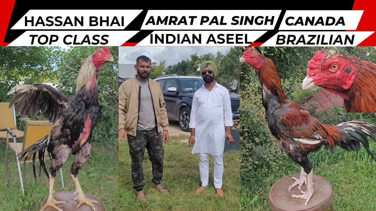 Indian Aseel Breed | Brazilian Aseel | Turkish Hint Horozu | Thai Aseel | Burmi Aseel | Shamo Aseel