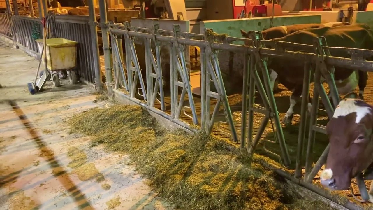 Da blir det mat på kua