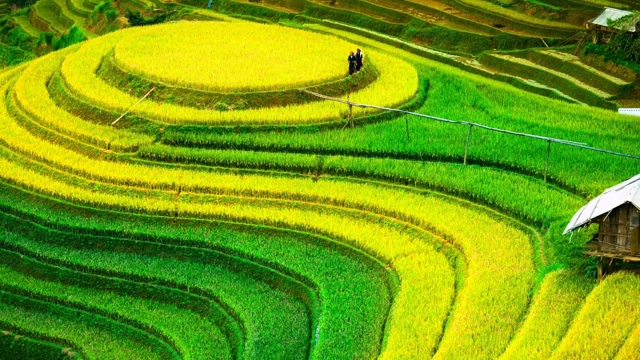 Relaxing Ambient with Rice Field, Meditation Music, Healing Music, Relaxing Music, Sleeping Music