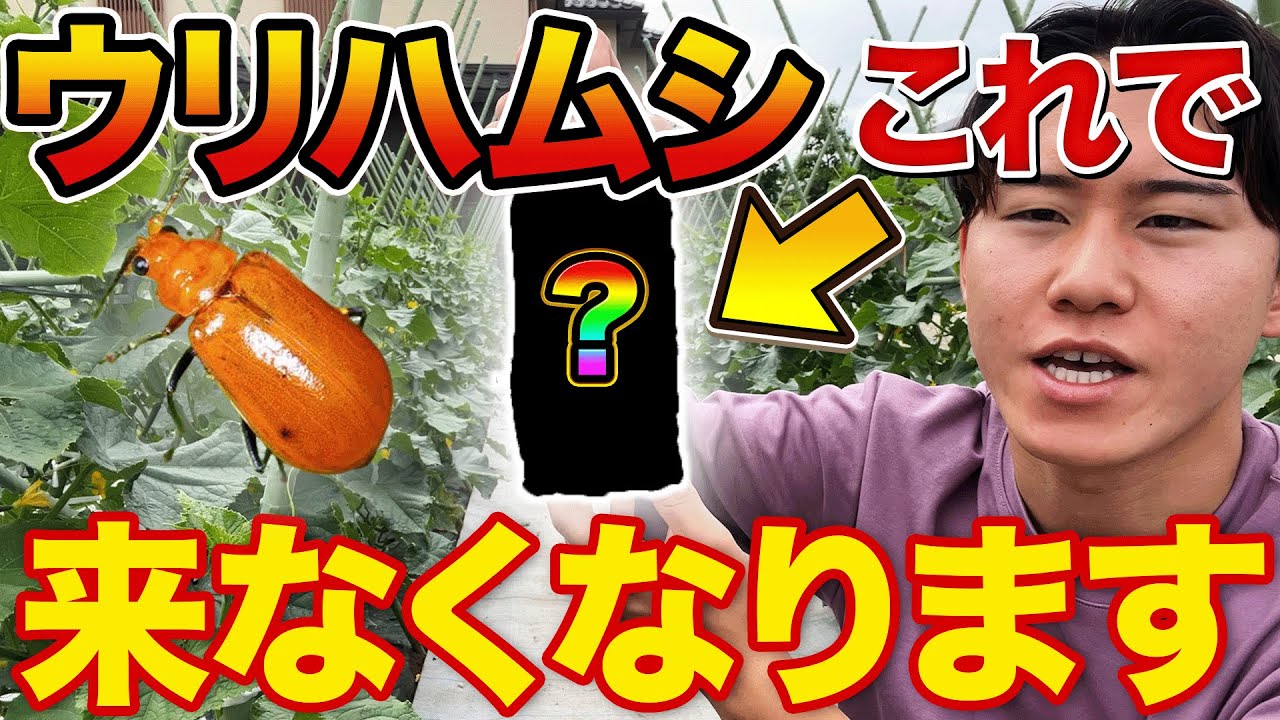【重大発表あり】ウリハムシの被害で悩んでいる方は魔法の〇〇使ってみて下さい！