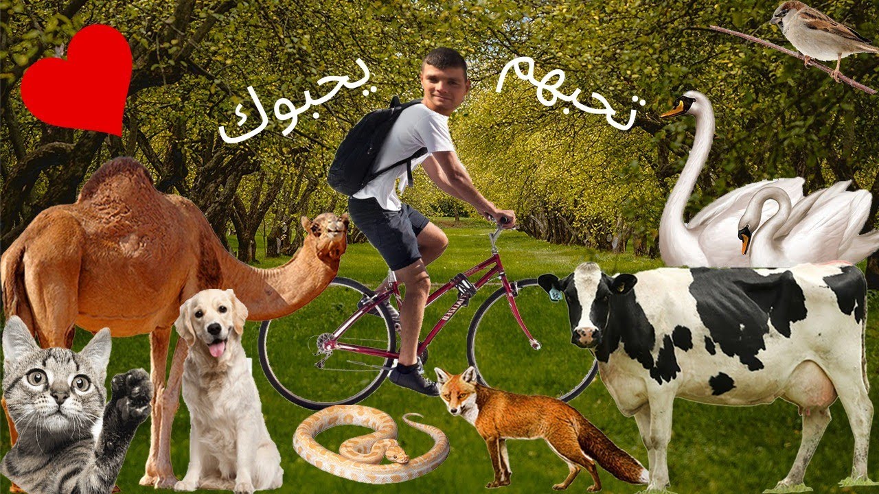 تحبهم يحبوك - سفر بالعجلة