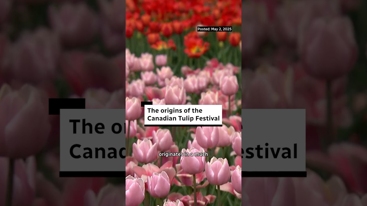 The origins of the Canadian Tulip Festival