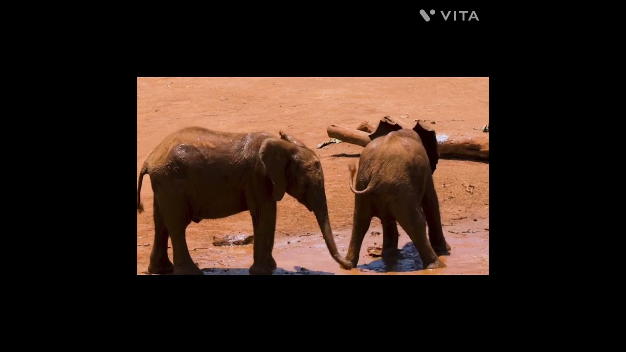 Elephant the family of Elephantidae Daily life
