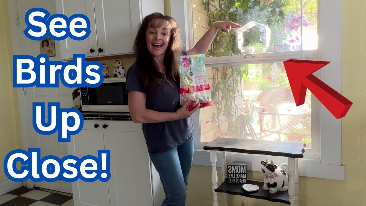 Window Bird Feeder Review - What a GREAT Idea!